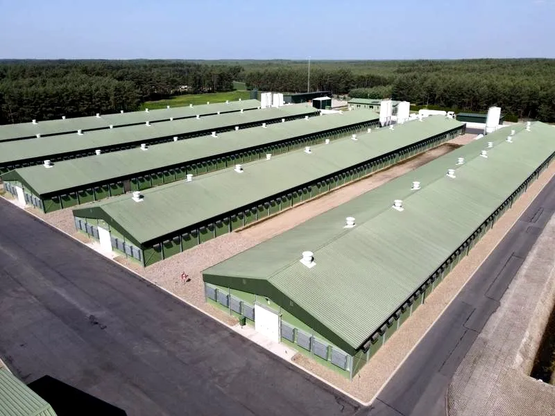 Ile kosztuje budowa chlewni? Przewodnik po wydatkach i oszczędnościach