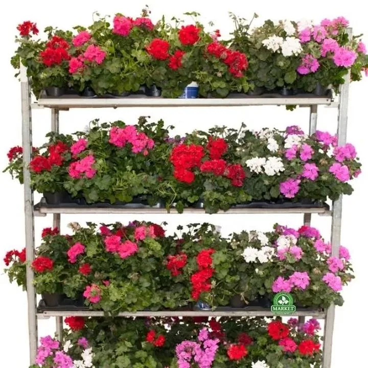 Jak skutecznie przezimować pelargonie w domu? Praktyczne porady dla ogrodników