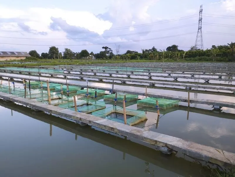 Przewodnik krok po kroku: Jak zbudować staw hodowlany w swoim ogrodzie