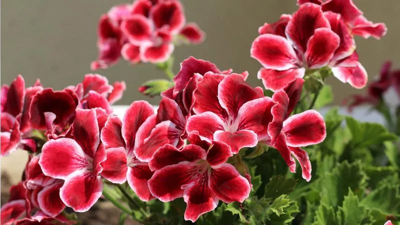 Przygotowanie pelargonii do zimy