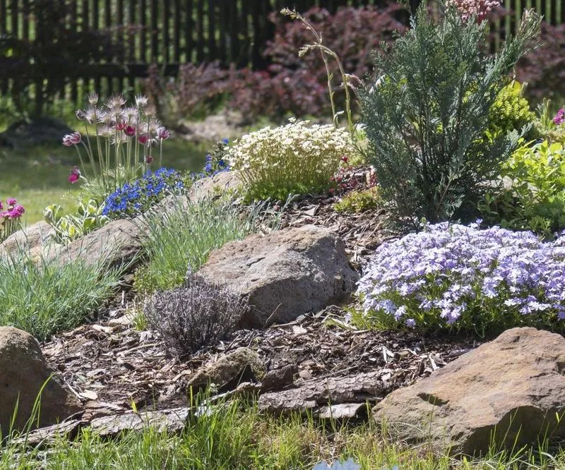 Rośliny do skalniaka